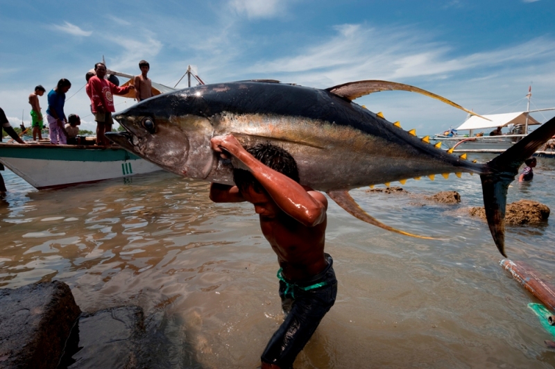 Atlantic & West African Tuna Fish Export (7 Species: Yellowfin, Albacore, Skipjack, Bluefin) - Gallery Image 2